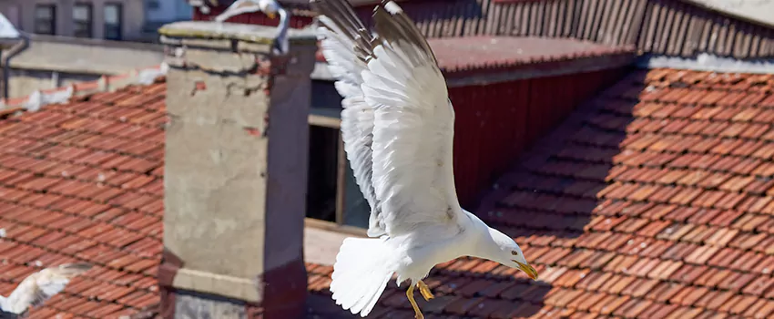 Residential Chimney Animal Removal Solution in Garden City, KS